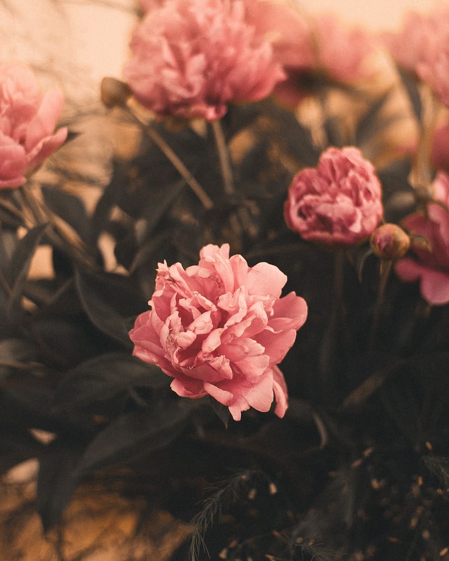 close up photo of pink rose, moody, flowers, interior, nature HD wallpaper