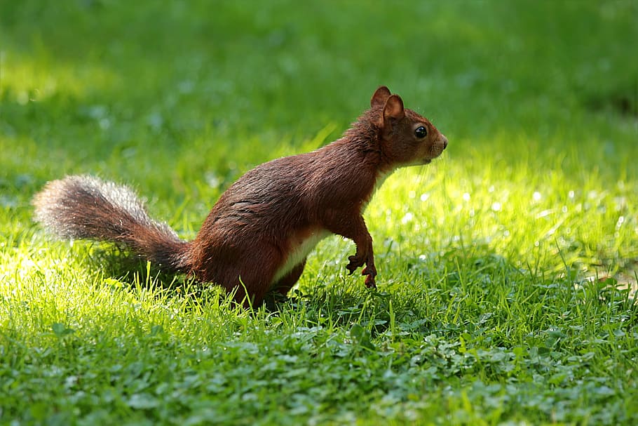 shallow focus photography of brown squirrel, animal, sciurus