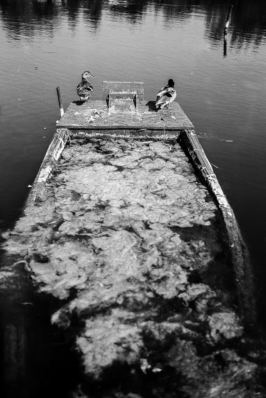 ducks, lake, old, sunken, boat, rowboat, fishing boat, water HD wallpaper