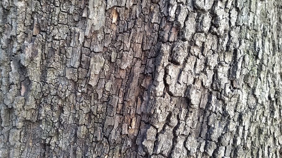 bark, tree, wood, trunk, nature, background, full frame, backgrounds HD wallpaper