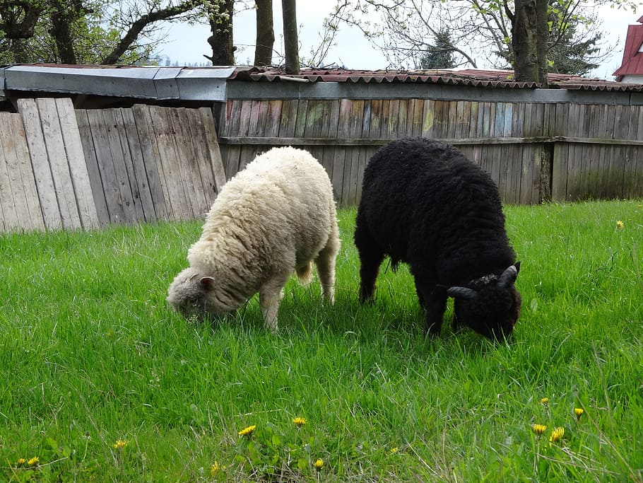 Animals, Sheep, Rumination, Meadow, grass, nature, wool, farm HD wallpaper