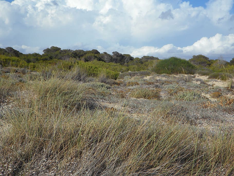 dunes, dune landscape, empty, fouling, sandy, rest, quiet, recovery HD wallpaper
