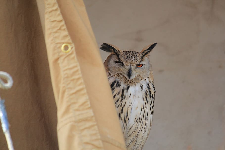 Owl, Bird, Close, Achim, sitting, bird of prey, funny, view HD wallpaper