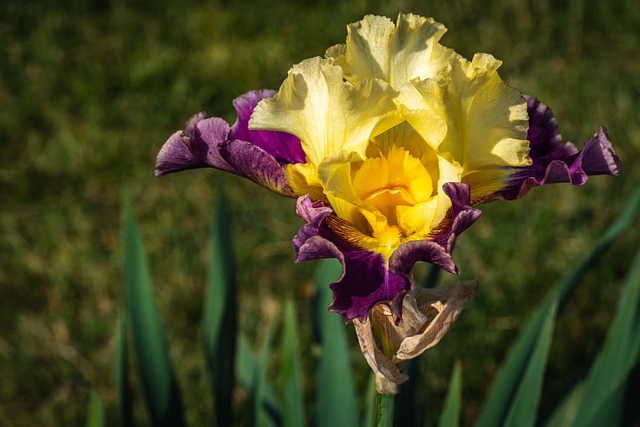 Hd Wallpaper Iris Yellow And Sangria Flower Spring Presby