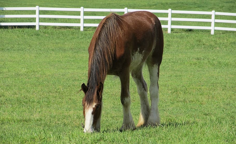 Clydesdale, Horse, Yearling, young, grazing, pasture, paddock