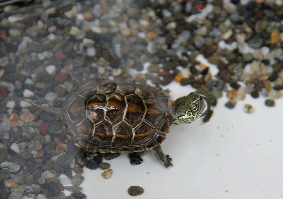 turtle, turtles, animal themes, animal wildlife, animals in the wild HD wallpaper