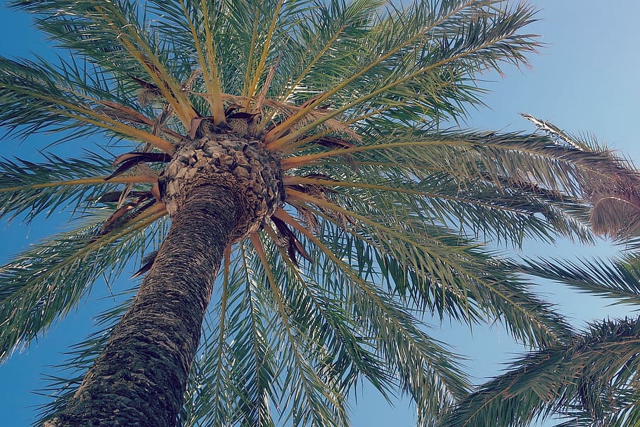 green trees under blue sky, palm Tree, nature, tropical Climate HD wallpaper