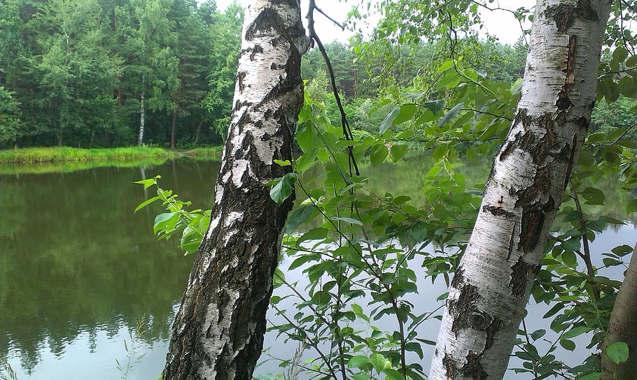 Birch, Forest, Water, tree, tree trunk, nature, focus on foreground HD wallpaper