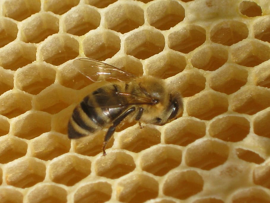 honey bee perching on hive, nature, honeycomb, wax, insect, beeswax