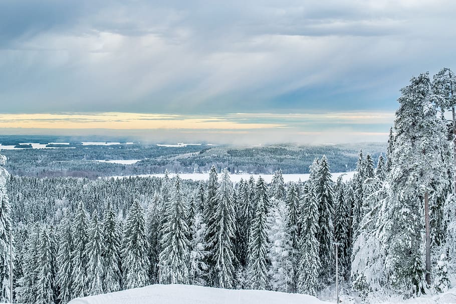Forest, Winter, Snow, Finnish, six, nature, snowy, blue sky HD wallpaper
