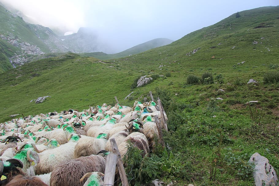 meadows, herd, sheep, breeding, summer, livestock, pyrénées HD wallpaper