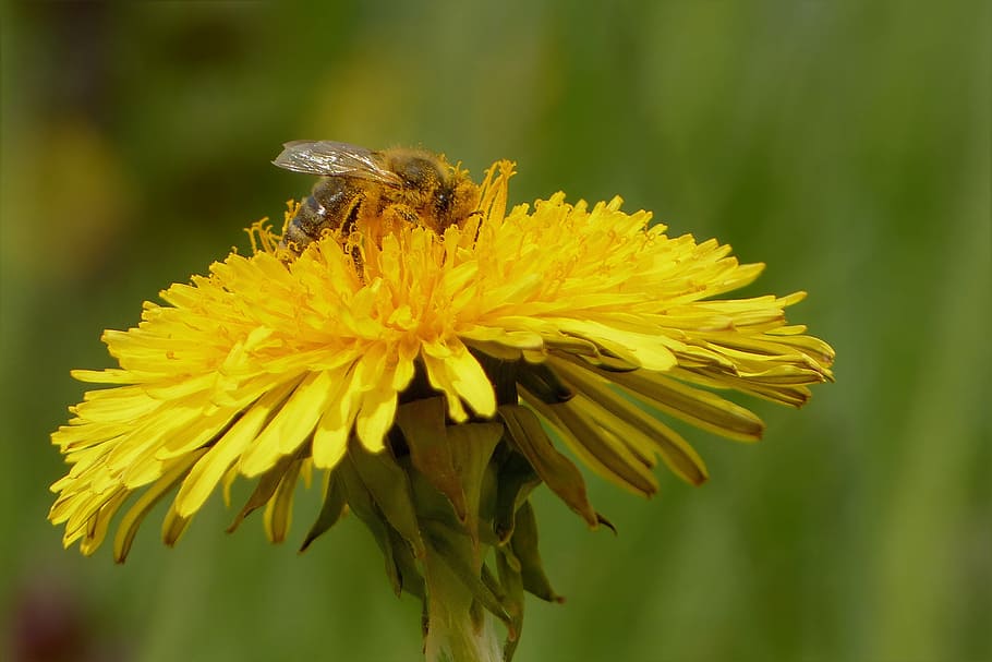 flower, dandelion, bee, pollen, spring, close, insect, flowering plant HD wallpaper
