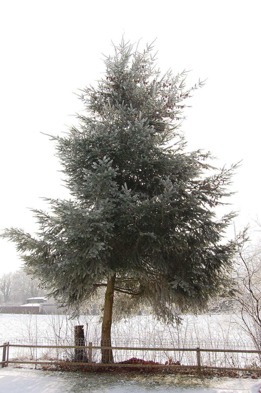 fir tree, winter, snow, wintry, snowy, landscape, nature, plant HD wallpaper