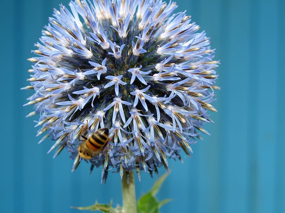 bee, insect, flower, nature, flowering plant, vulnerability HD wallpaper