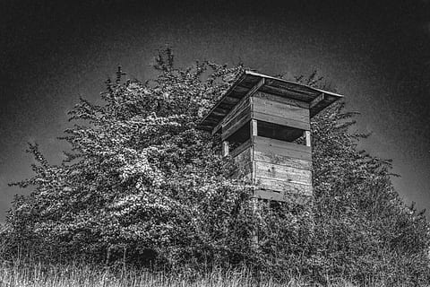 Dramatic, Hunter, Bush, hunter was, effective, shrubs, black white HD wallpaper