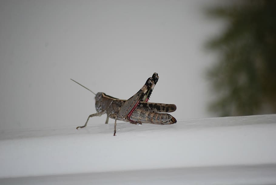 grasshopper, insect, solitaire, nature, animal, locust, wildlife HD wallpaper