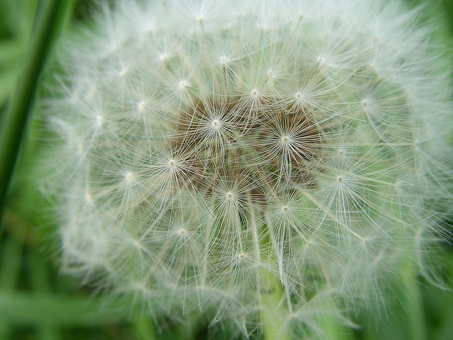 flower, dandelion, plant, vulnerability, close-up, fragility HD wallpaper