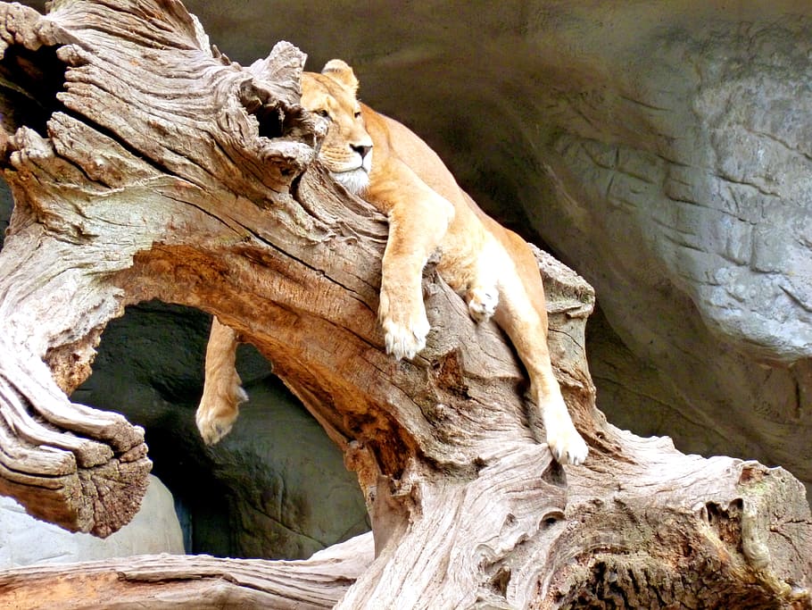 lioness laying on branch, Cat, Predator, Zoo, animal world HD wallpaper