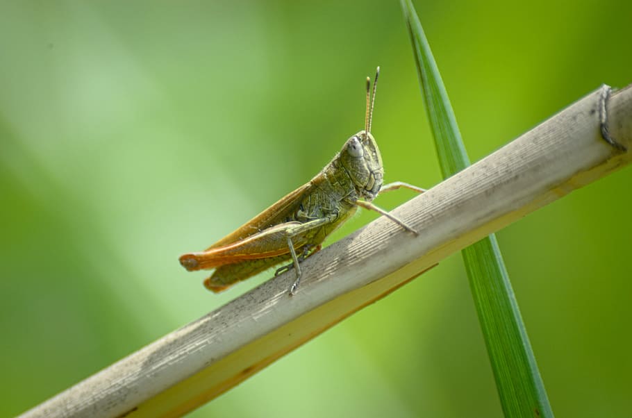 grasshopper, insect, close, macro, animal themes, animal wildlife HD wallpaper