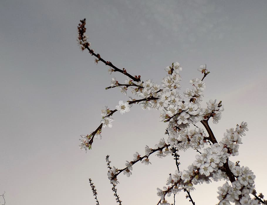 cherry, bloom, spring, white flowers, plant, tree, growth, beauty in nature HD wallpaper