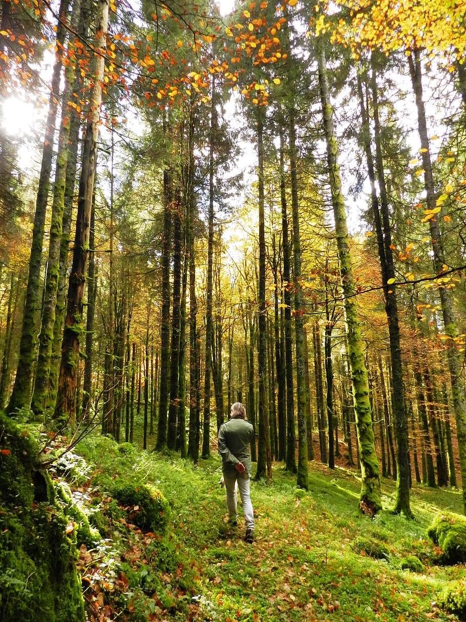 wood, nature, leaf, tree, landscape, forest, plant, full length HD wallpaper