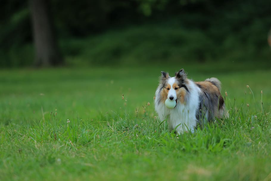 dog, training, park, grassland, jogging, armature ball, dark