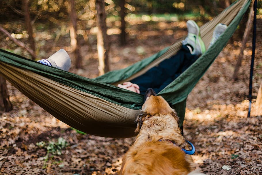 dog biting hammock with person sleeping, green hammock, relax HD wallpaper