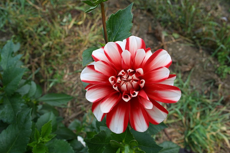 flower, close, nature, plant, flowering plant, fragility, freshness HD wallpaper