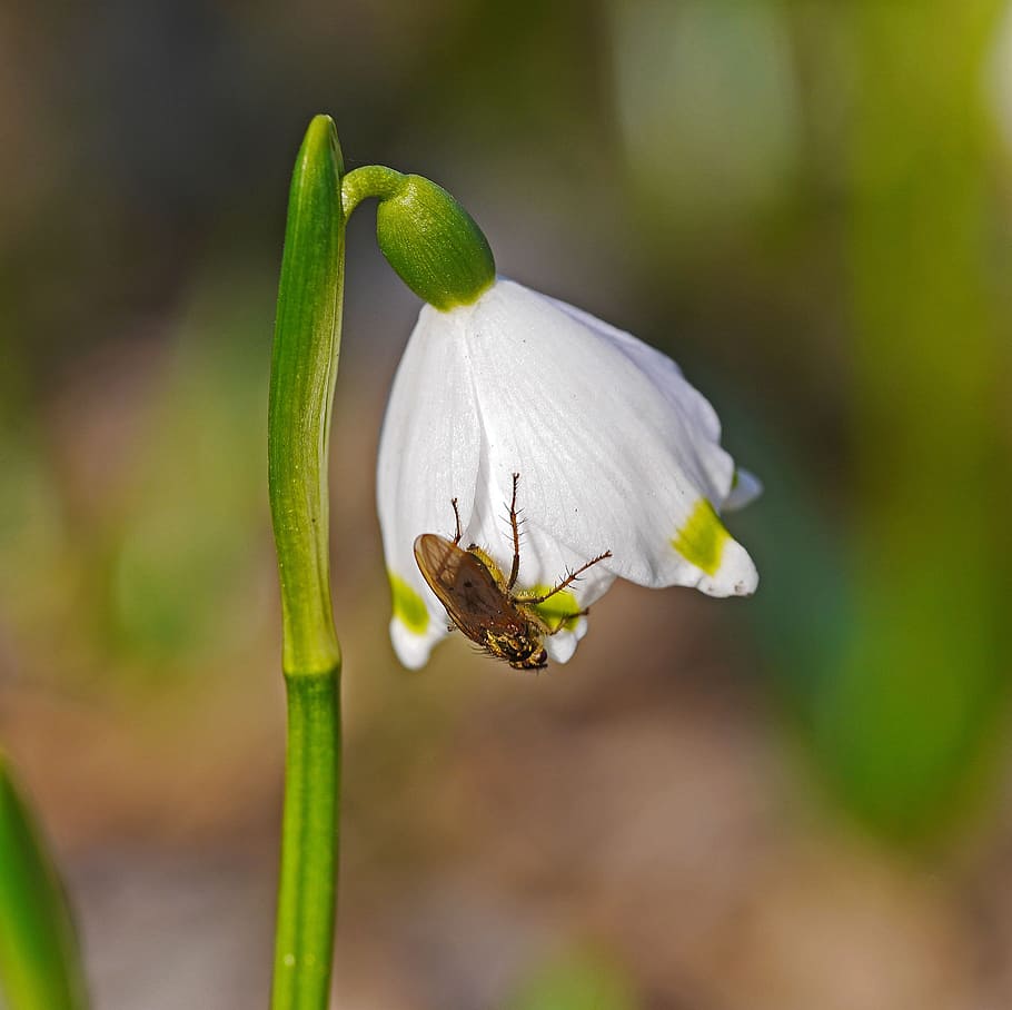 snowflake, blossom, bloom, beetle, spring, flower, nature, leaf HD wallpaper