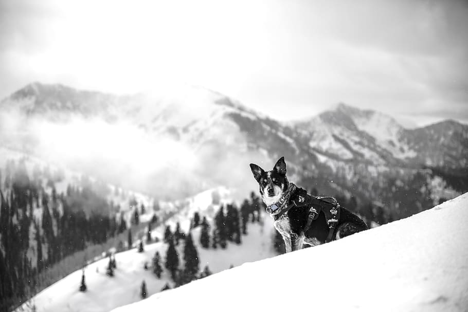 adult black and white Siberian husky sitting on snow, greyscale photo of short-coated dog sitting on mountain hill during daytim e