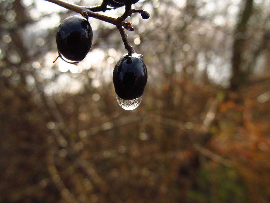 raindrop, fruit, yield, water, tree, wet, focus on foreground HD wallpaper