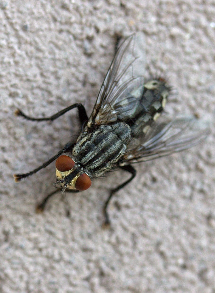 fly, insecta, rest, invertebrate, animal themes, animal wildlife HD wallpaper