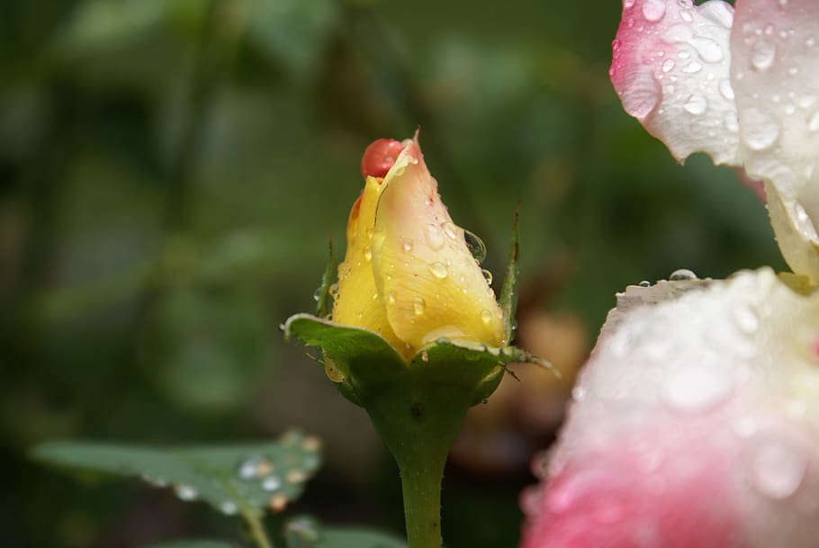 rosebud, orange, drop of water, flower, plant, flowering plant