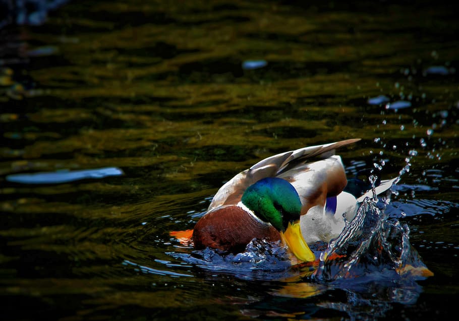 duck, bird, water, splash, beak, nature, wildlife, lake, animal HD wallpaper