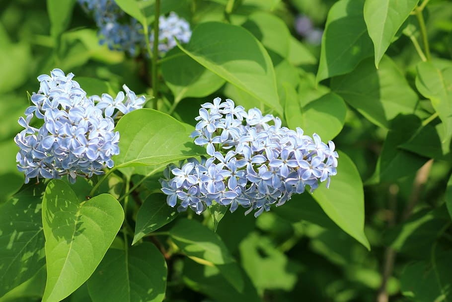 selective focus photo of white petaled flowers, without, may HD wallpaper