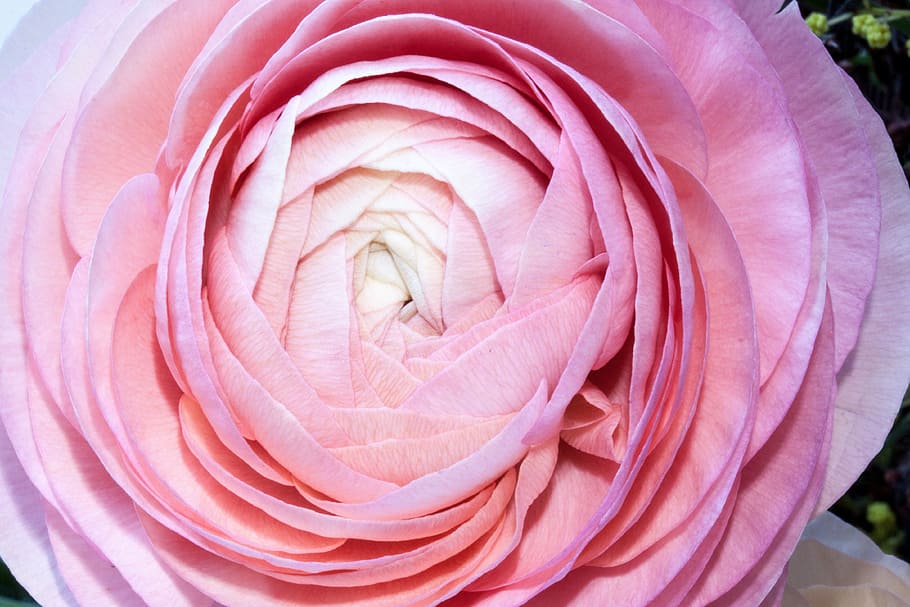pink garden rose, ranunculus, blossom, bloom, spring, nature HD wallpaper