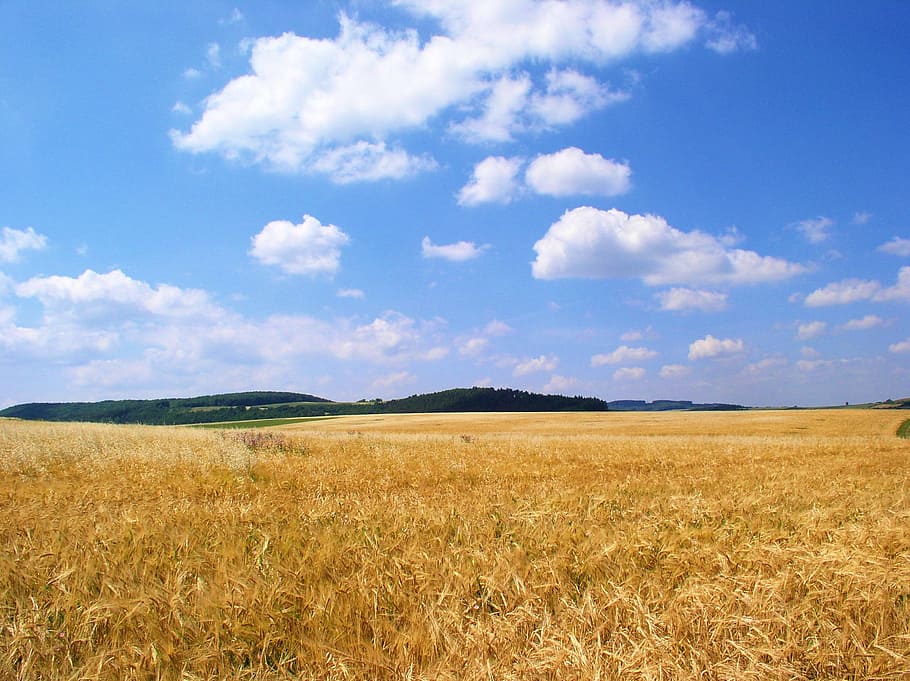 Field, Grain, Sky, nature, agriculture, rural Scene, blue, summer HD wallpaper
