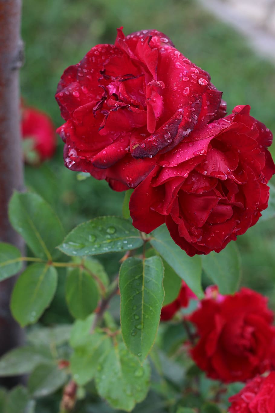 Spring, Flower, Blossom, Bloom, rose, nature, macro, red, red roses HD wallpaper