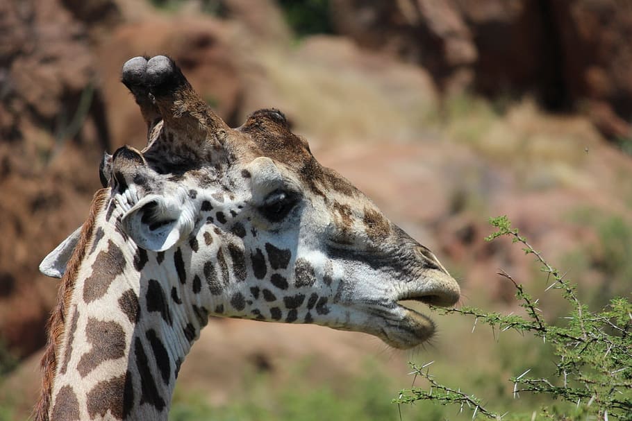 Giraffe, Tsavo, Kenya, Safari, africa, wildlife, animal, nature, HD wallpaper
