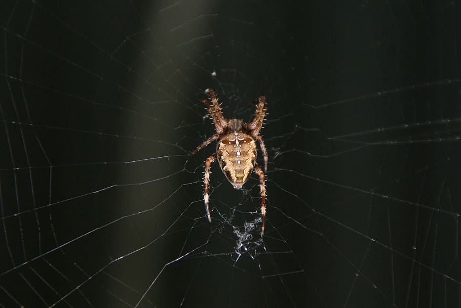 bug, spin, web, invertebrate, arachnid, animal, animal themes HD wallpaper