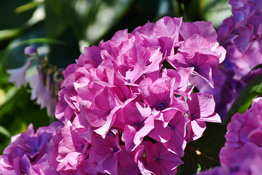 hydrangea, flower, summer, pink, blossom, bloom, hydrangea flower HD wallpaper