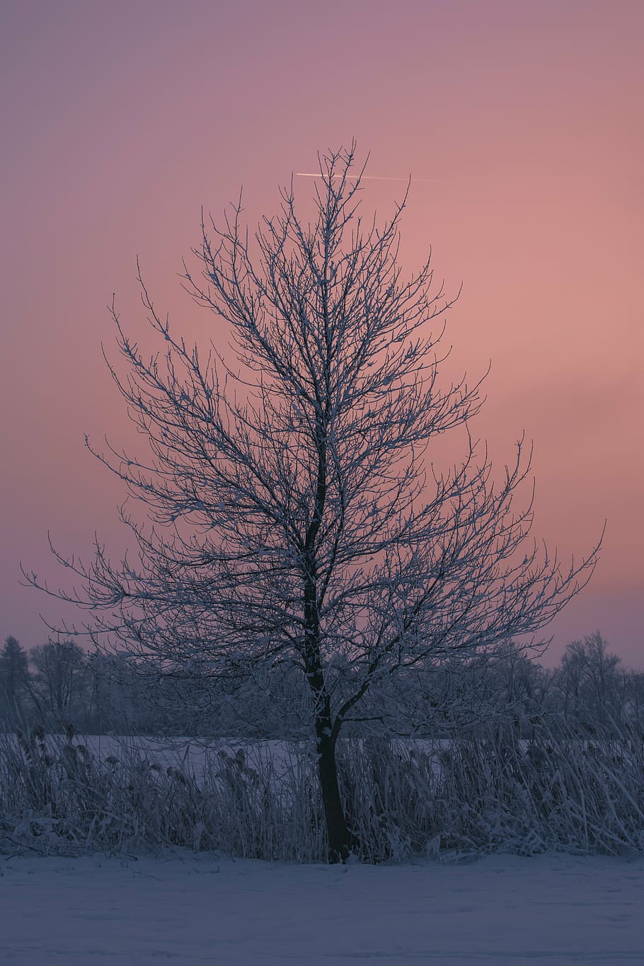 tree, winter, sunset, nature, the sky, cold temperature, snow HD wallpaper