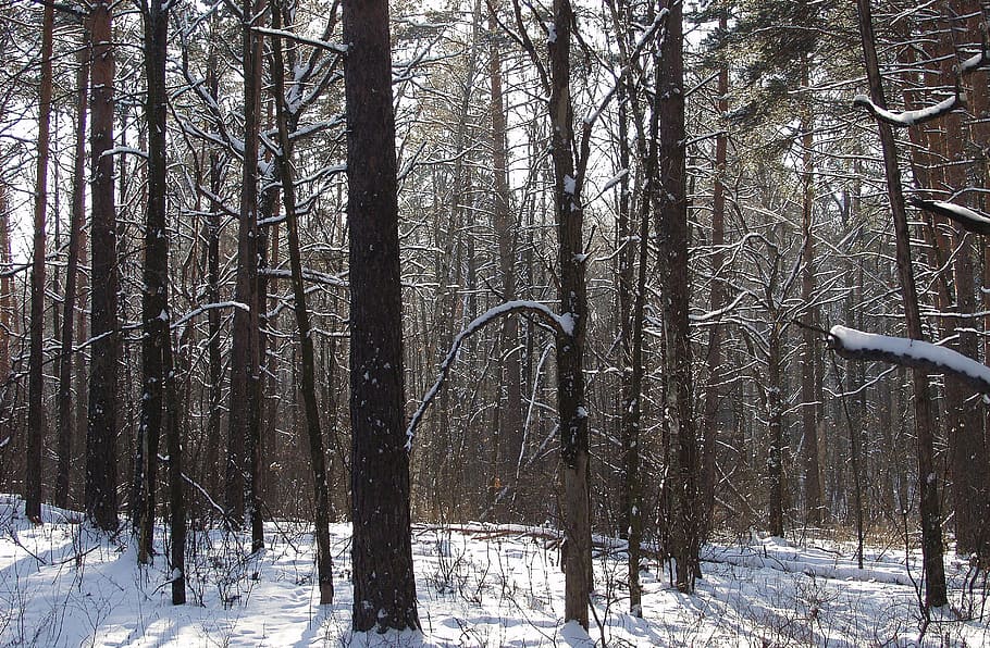 winter, forest, snow, landscape, pine, winter forest, tree HD wallpaper
