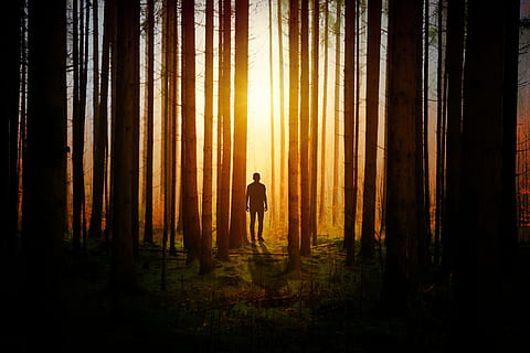 person near forest during golden hour, light, darkness, man HD wallpaper