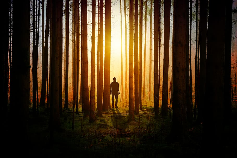person near forest during golden hour, light, darkness, man HD wallpaper