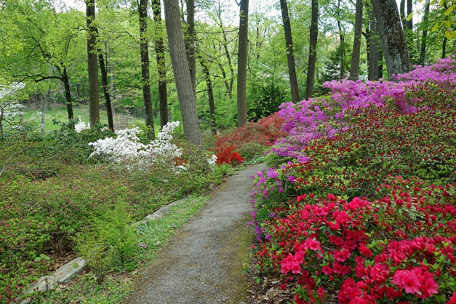 photo of white, purple, and red flowers on forest trees, red, purple HD wallpaper