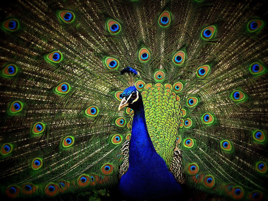 blue and green male peacock wallpaper, close-up, display, colorful HD wallpaper