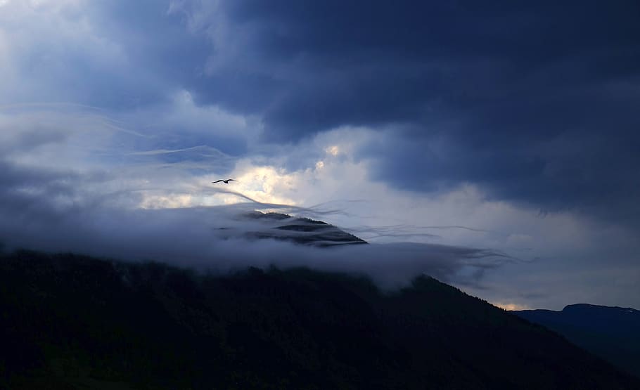 clouds, sky, high, aerial, fly, bird, mammal, dark, cloud - sky HD wallpaper