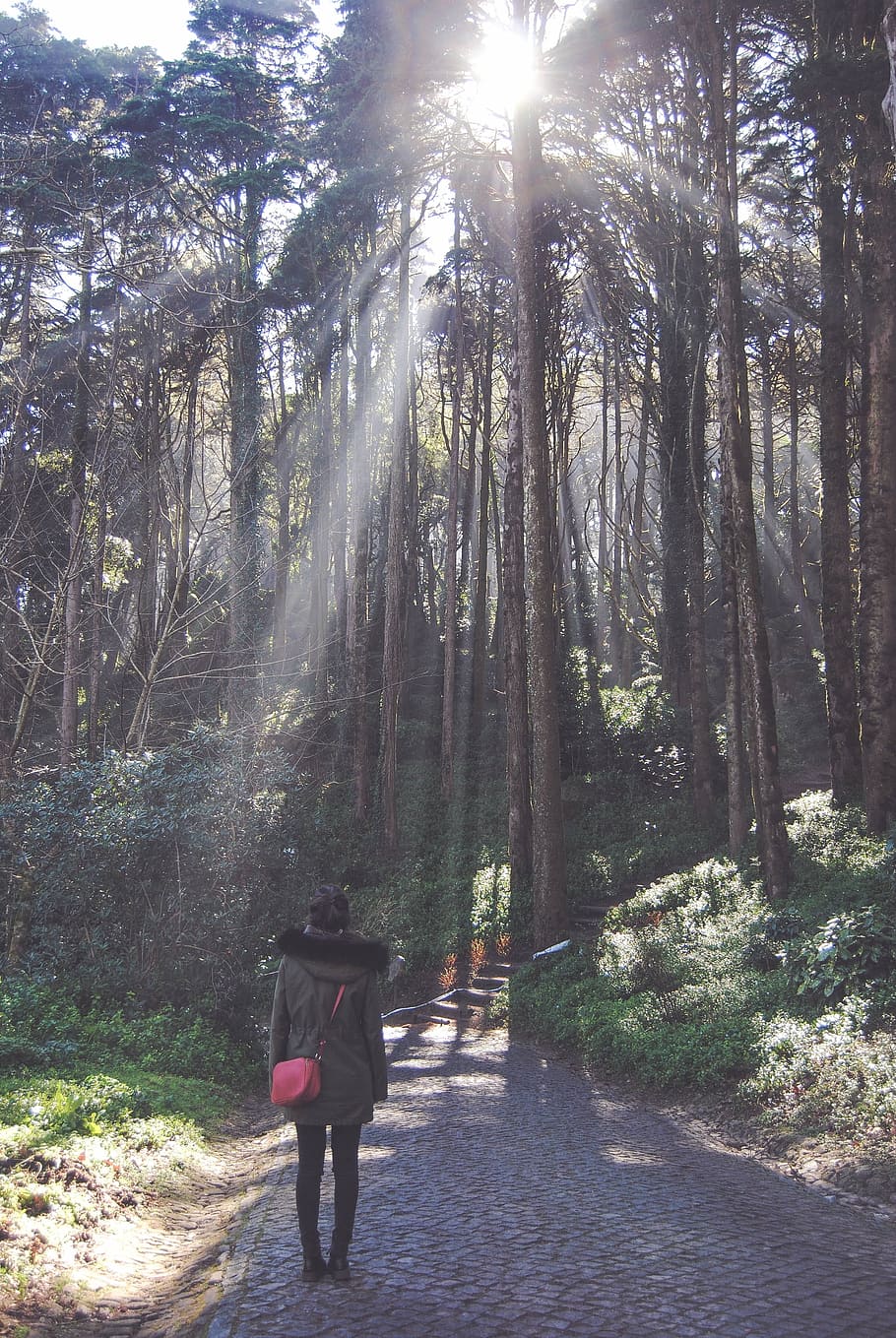 street, path, trees, forest, sunlight, sunshine, sunrise, sunny HD wallpaper