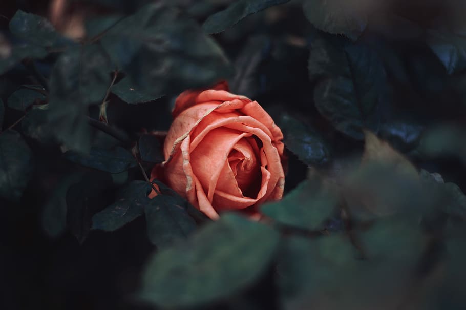 Queen, red rose in bloom, flower, orange, leaf, plant, rose - flower HD wallpaper